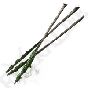 Poisonbone Arrow