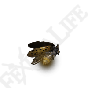 Gold Firefly